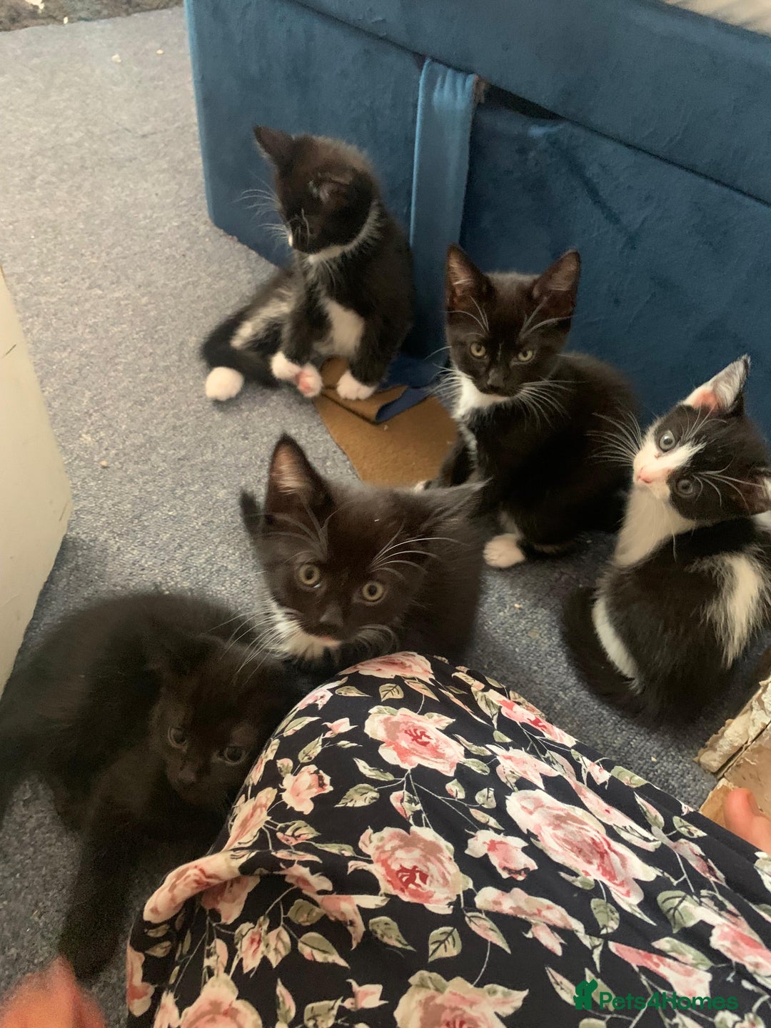 Mixed Breed cats for sale: KITTENS-LONG HAIRED - Image 3