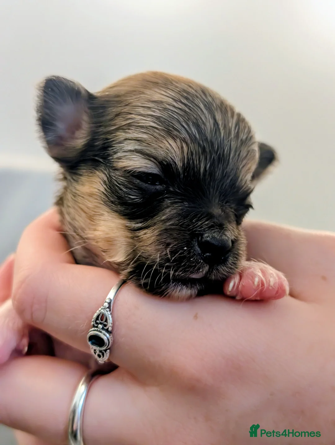 Chihuahua dogs for sale:  3 ABSOLUTELY GORGEOUS CHIHUAHUA PUPPIES FOR SALE - Advert 31