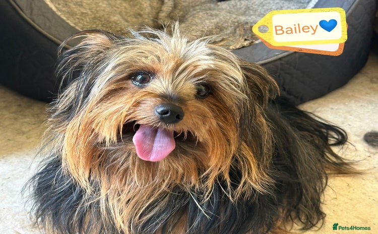 Yorkshire Terrier dogs - Advert 3