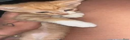 Mixed Breed cats for sale: 3 beautiful male kittens for sale too good homes. - Advert 6