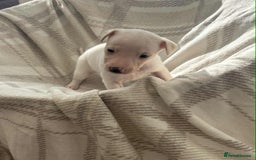 Whippet dogs for sale: Beautiful kc registered whippets - Image 4