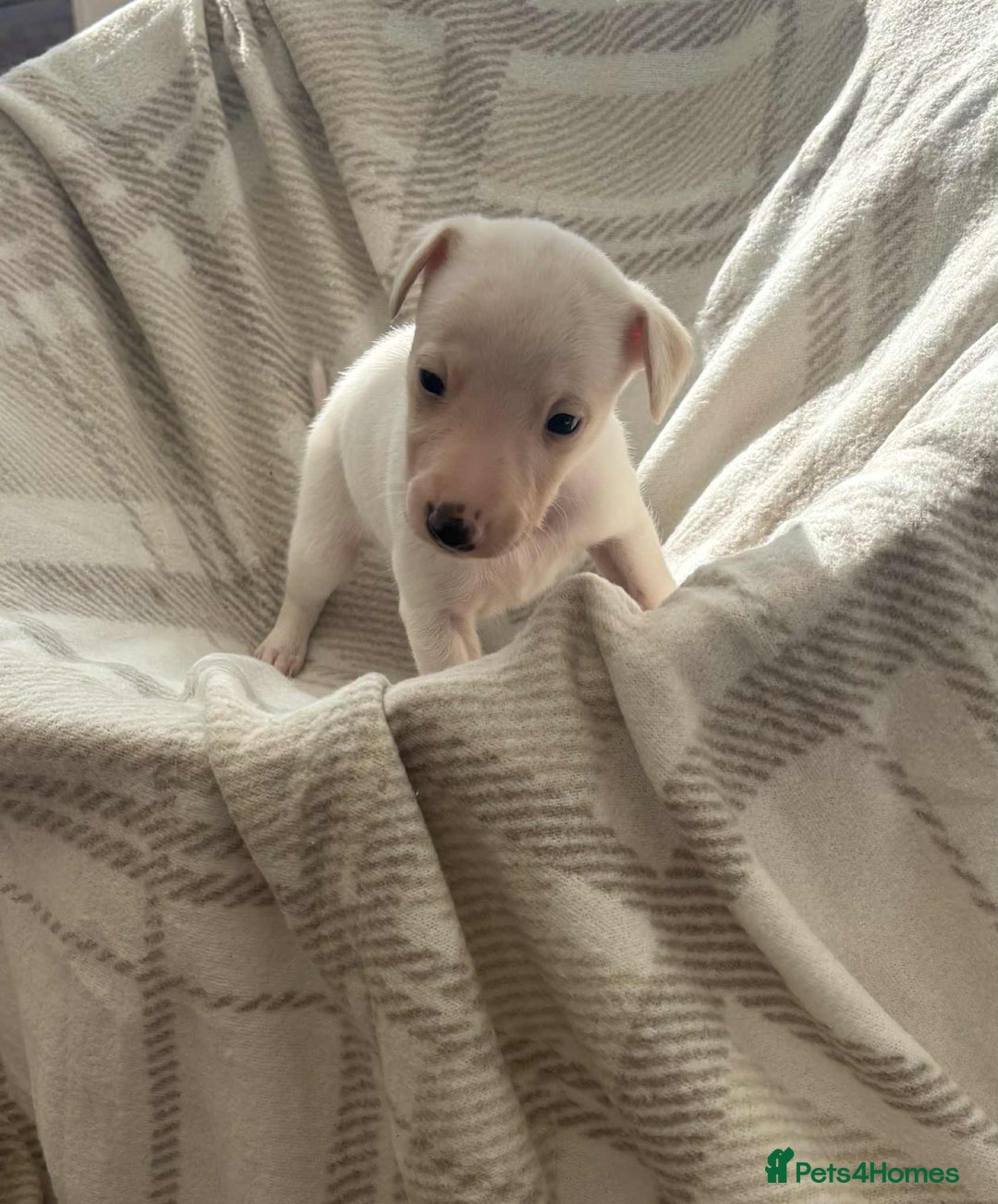 Whippet dogs for sale: Beautiful kc registered whippets - Image 4
