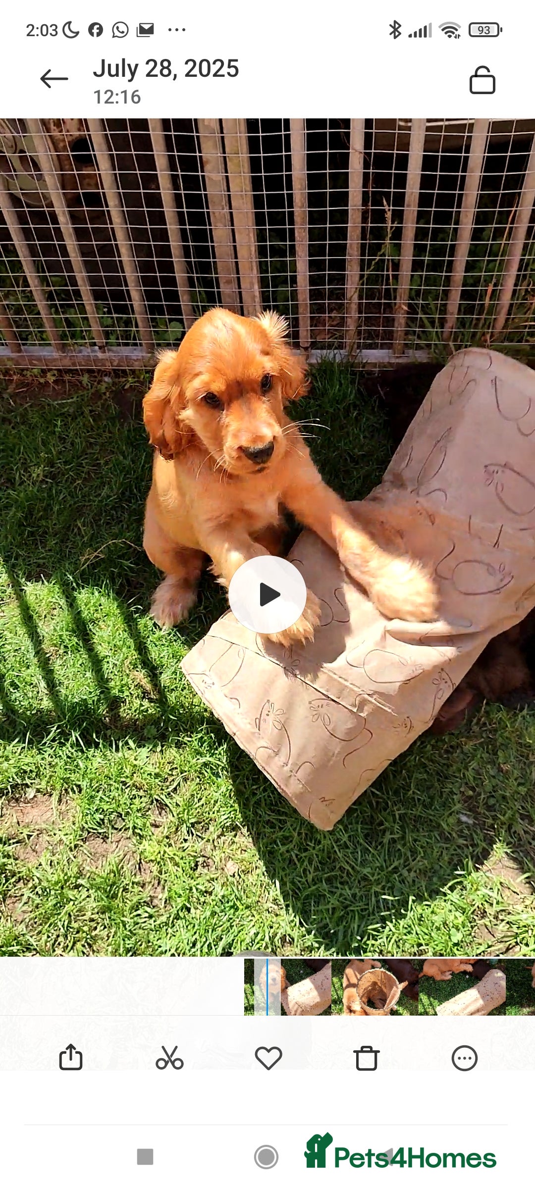 Cocker Spaniel dogs for sale: Show type cocker spaniel pups by Rosie - Image 24