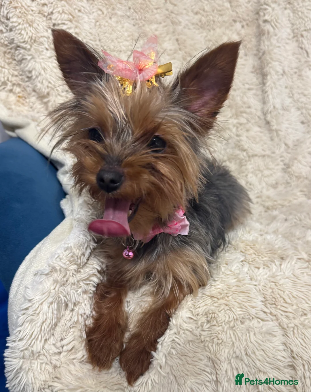 Yorkshire Terrier dogs for sale: Meet Nina -Quiet and Sweet Yorkie 💕 - Advert 7