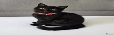 Red Collar 