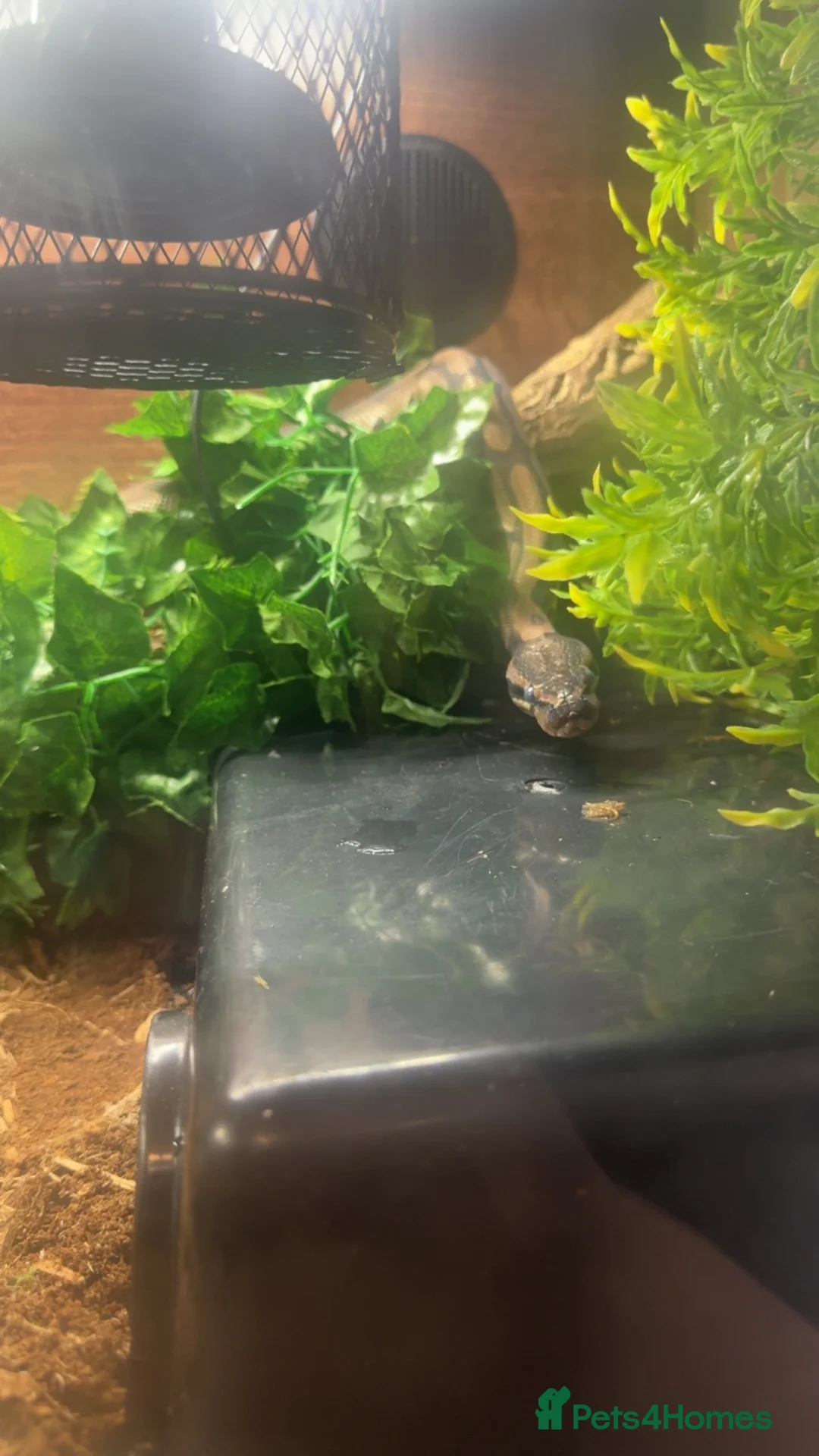 Python Snake reptiles for sale: Royal/ball python male with viv and full setup - Advert 2