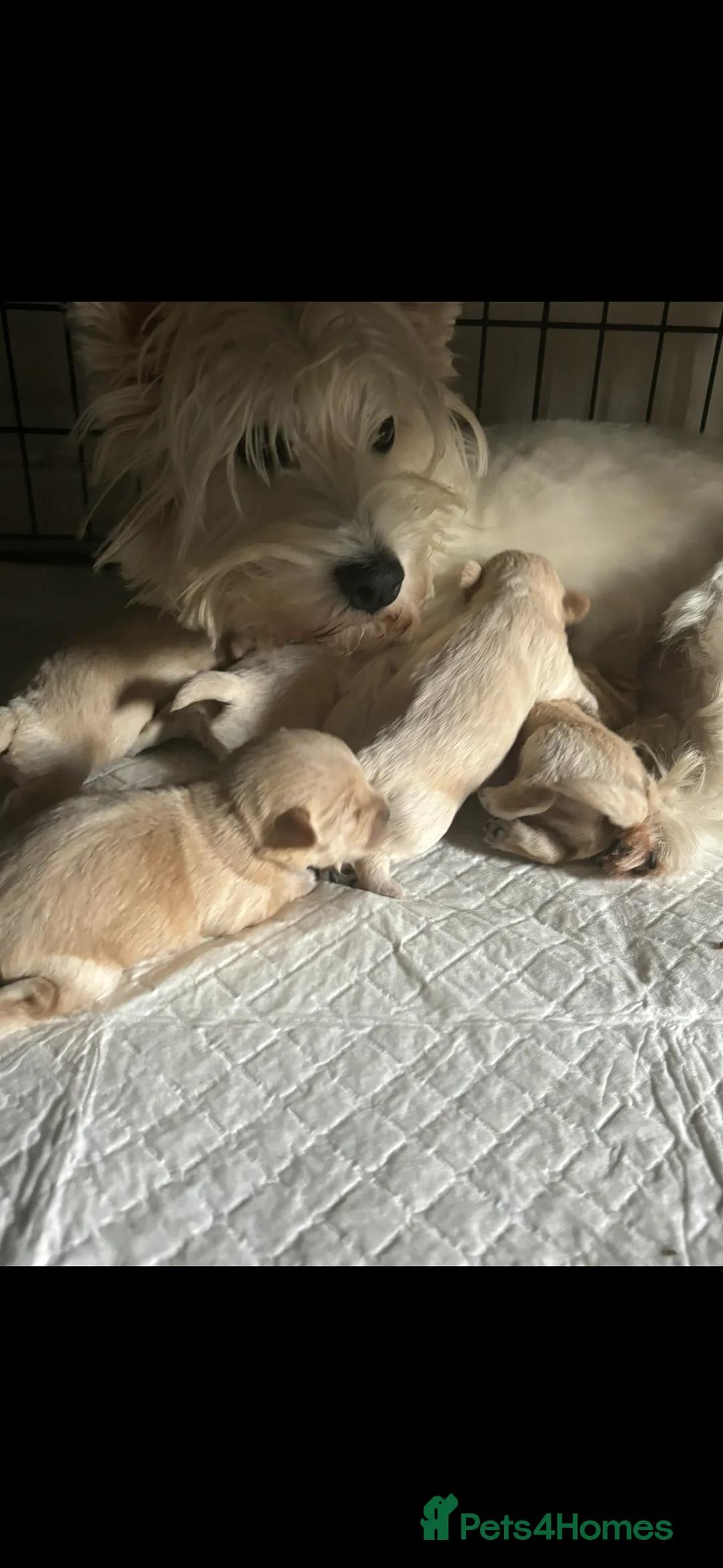 Westiepoo dogs for sale: Westiepoos in Chester-le-Street - Advert 10