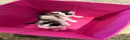 Mixed Breed cats for sale: 2 Kittens (boys) in Greenford - Advert 5