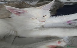 Maine Coon cats for sale: MAINE COON TICA REGISTERED KITTENS READY NOW  - Image 13