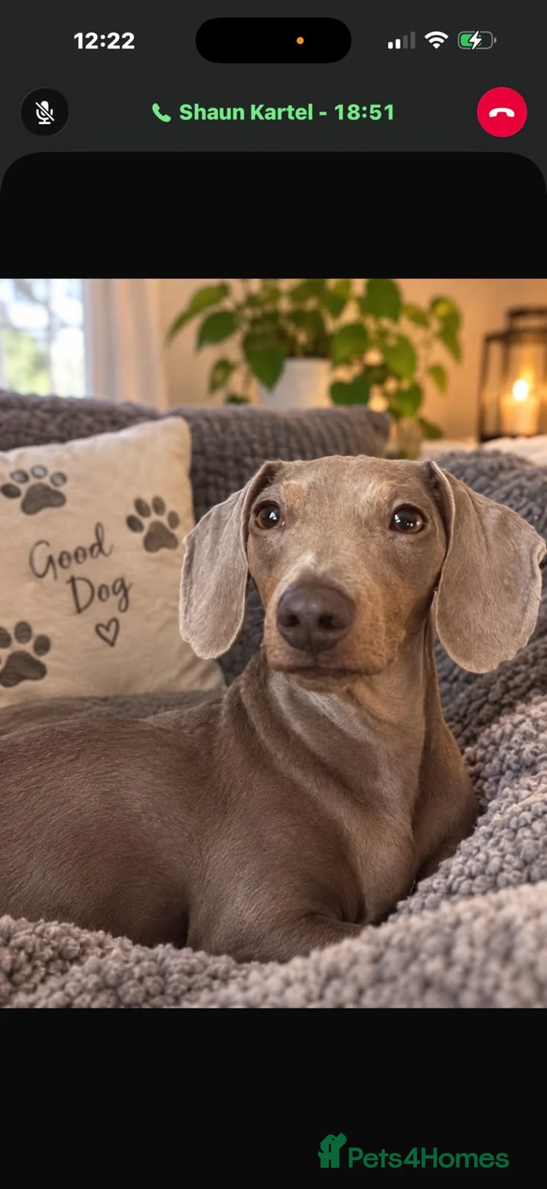 Miniature Dachshund dogs for sale: Beautiful miniature dachshund  - Advert 7