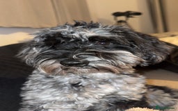 Cockapoo dogs for sale: Miniature Cockapoo - Advert 2