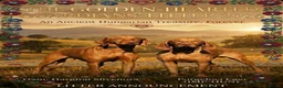 Hungarian Vizsla dogs for sale: The Golden-Hearted Guardians’ Litter 2026 - Advert 1