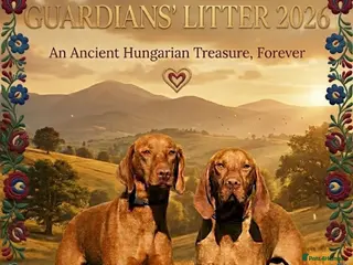 Hungarian Vizsla dogs for sale: The Golden-Hearted Guardians’ Litter 2026 - Advert 1