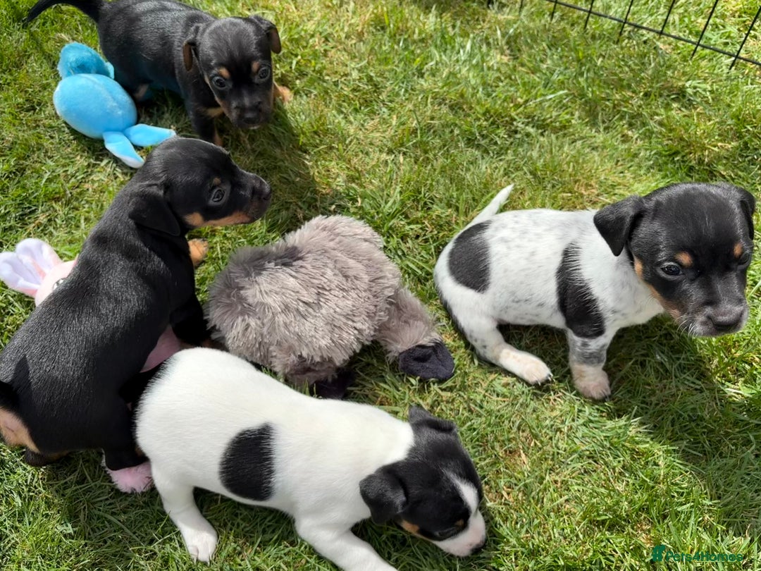 Jack Russell dogs for sale: Gorgeous Jack Russell Puppies - Image 4