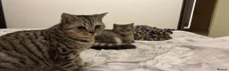British Shorthair cats for sale: 2 x British Shorthair Mix For Sale!  in Birmingham - Advert 12