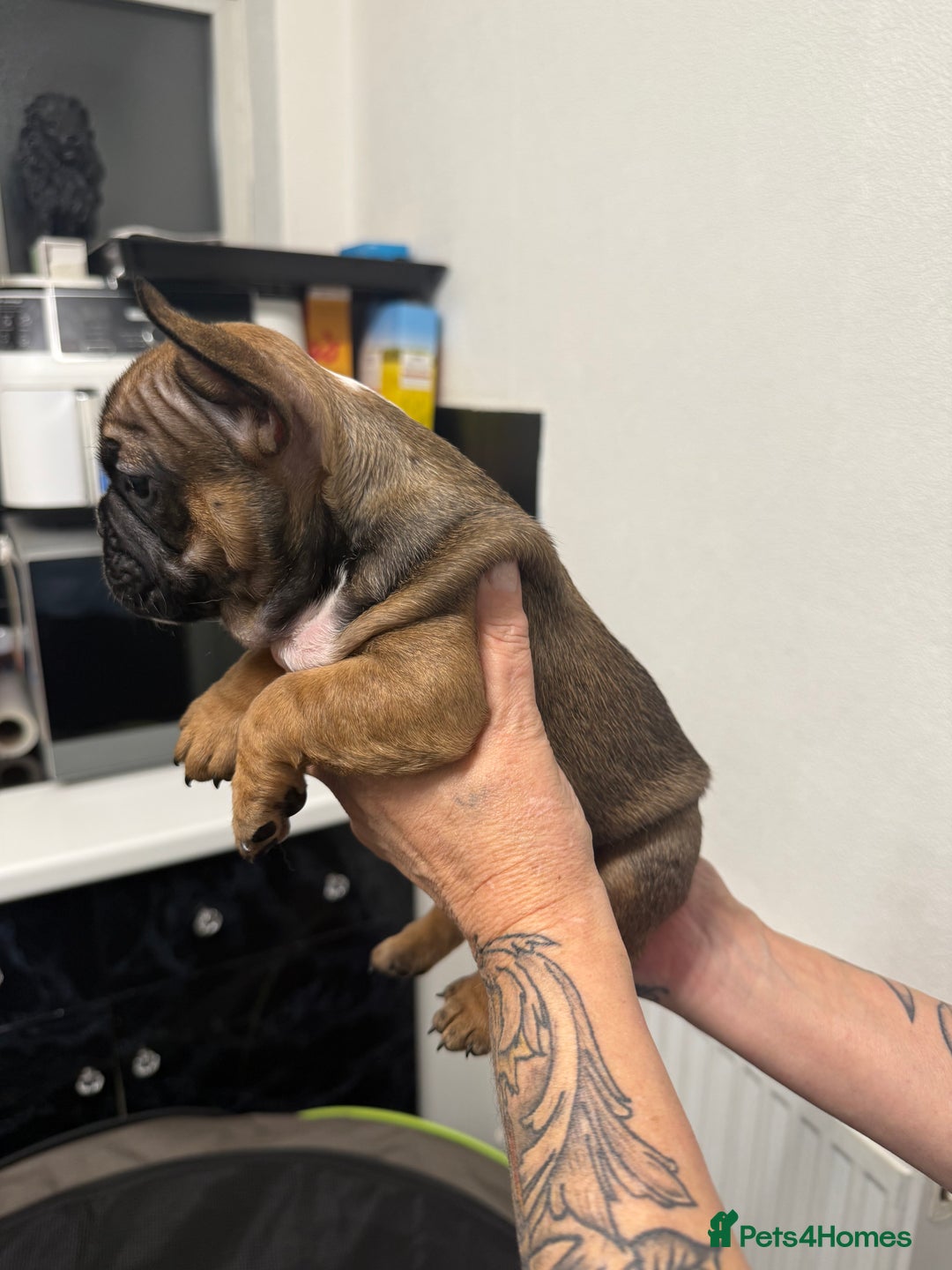 French Bulldog dogs for sale: Stunning French bulldog puppies - Advert 7