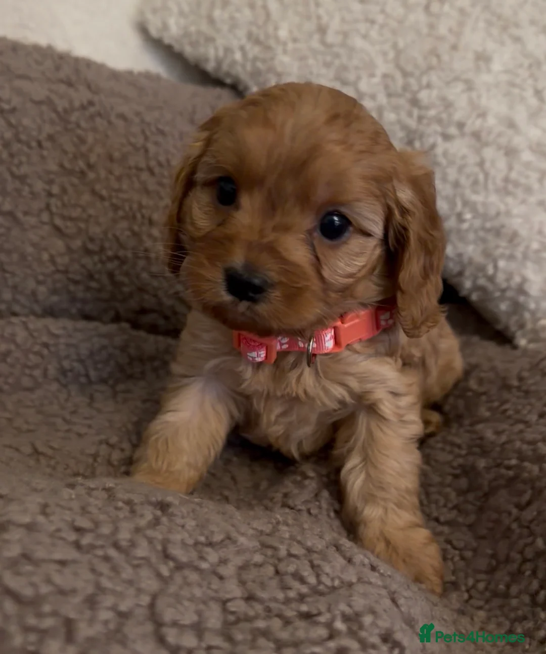 Cavapoo dogs for sale: F1 Cavapoo Puppies 🤎 3 girls, 2 boys 🤎 - Advert 16