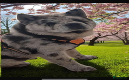 Chow Chow dogs for stud: Smooth coat blue/chocolate visual merle - Image 2