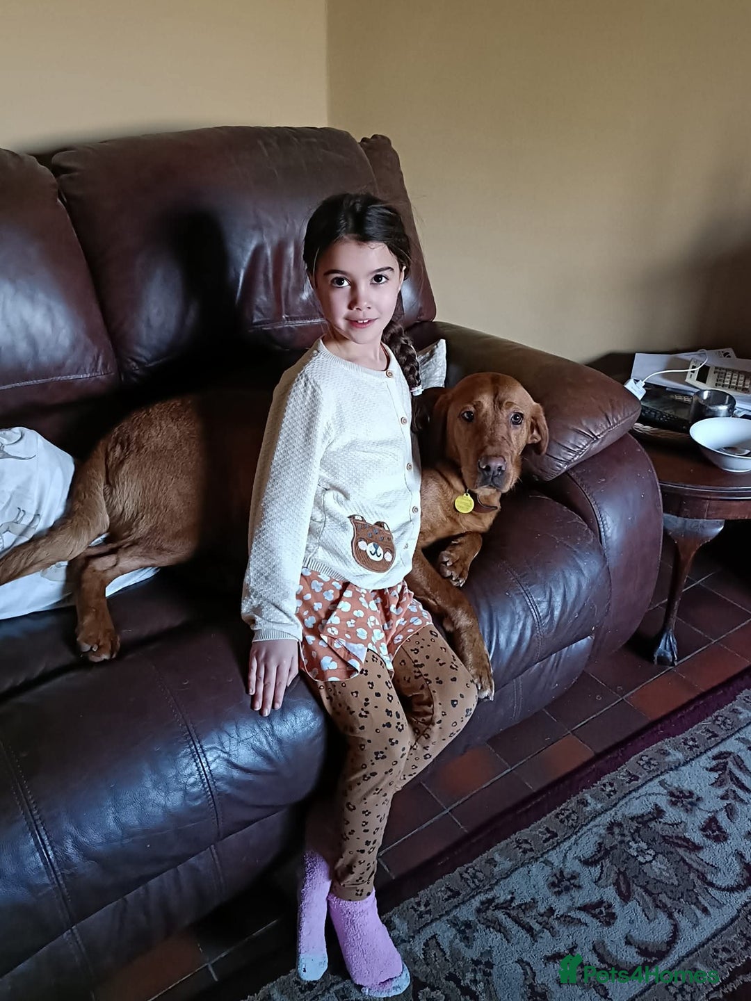 Labrador Retriever dogs for sale: FTCH LABRADOR RETRIEVER PUPPY WAITING LIST - Image 7