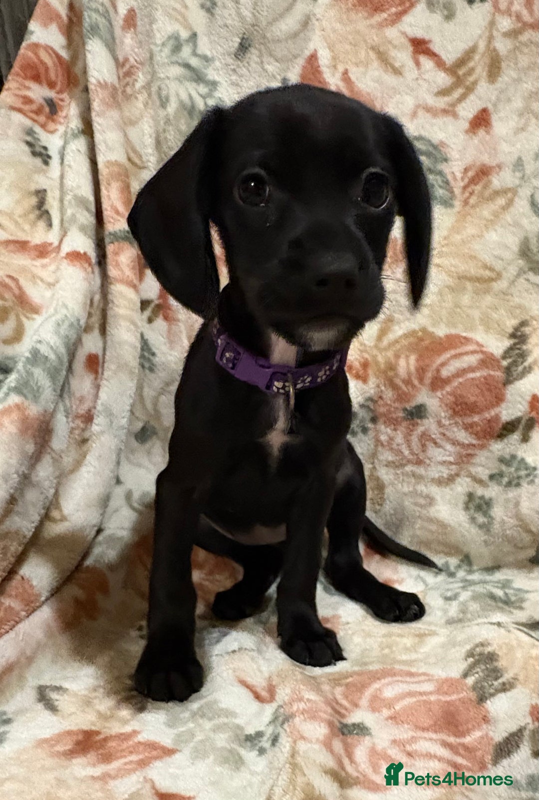 Mixed Breed dogs for sale: Show Cocker Spaniel x Dachshund puppies ready now - Advert 3