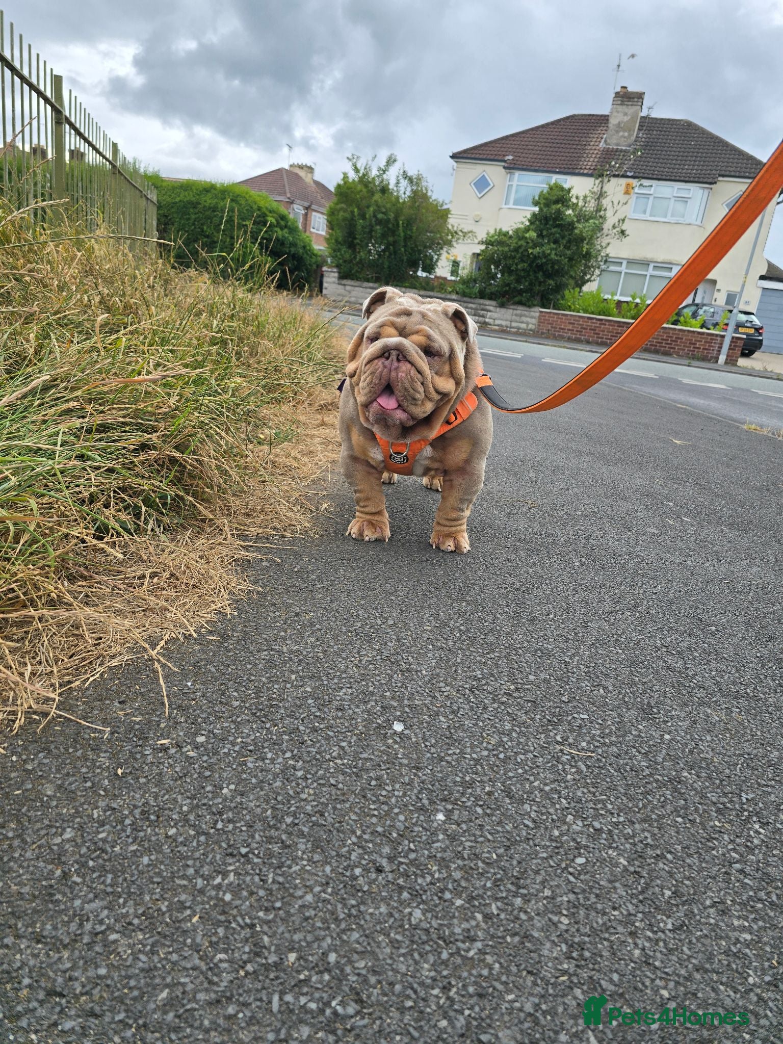 English Bulldog dogs Larry - Advert 15