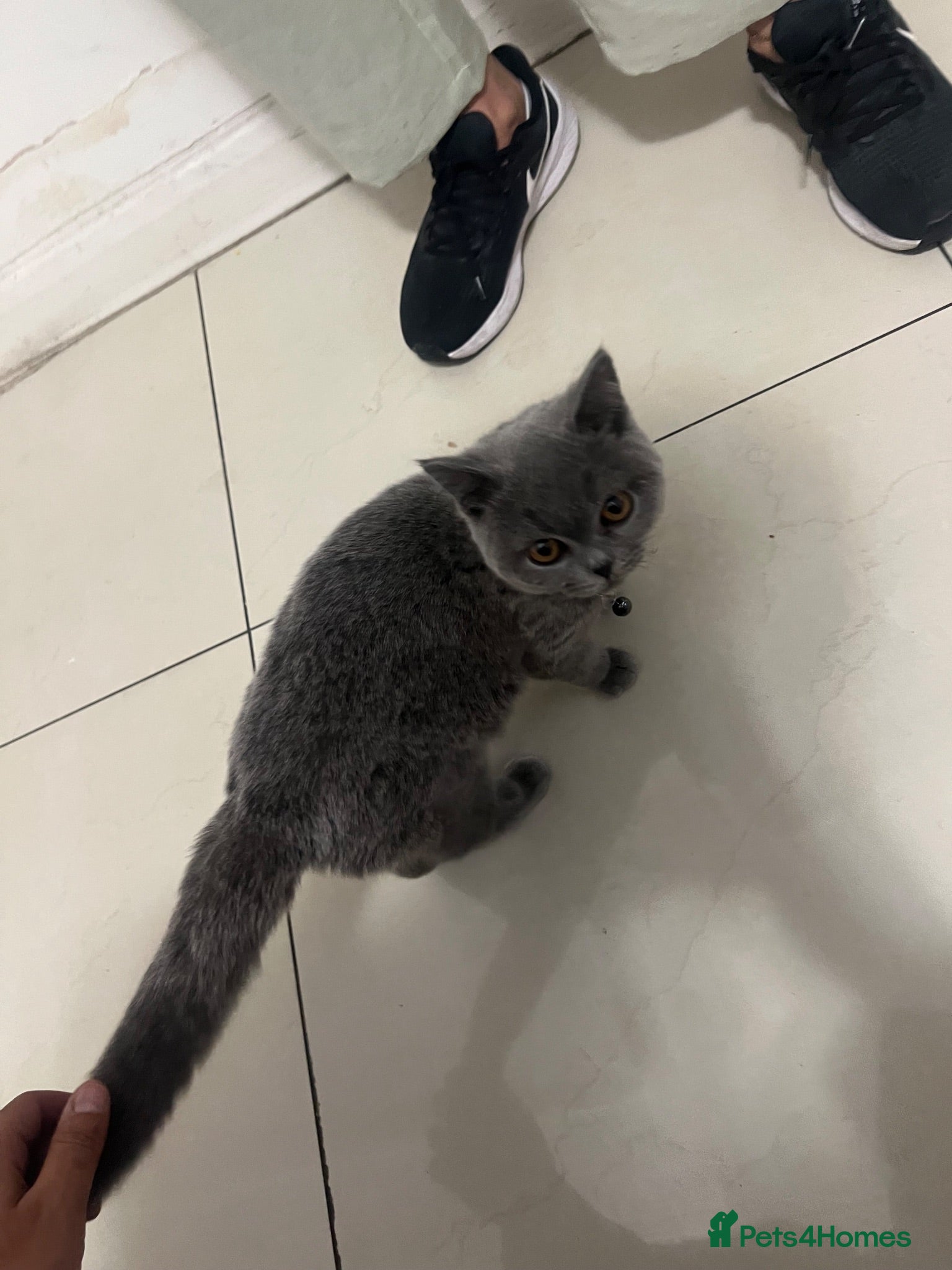 British Shorthair cats Beautiful 7-Mont Old Female British Shorthair Grey - Advert 4
