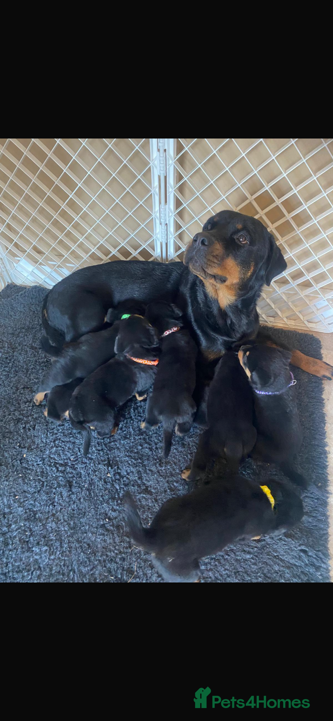 Rottweiler dogs for sale: Last girlBeautiful chunky Rottweiler puppies - Advert 14