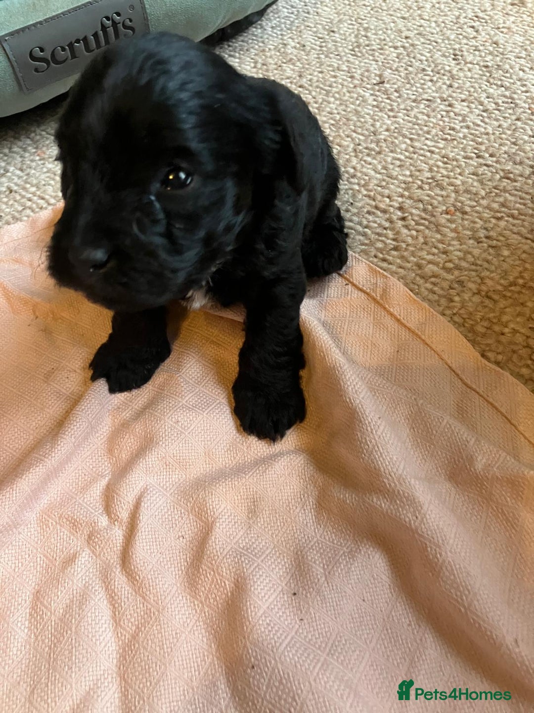 Jackapoo dogs for sale: Gorgeous little Jackapoo pup for sale  - Advert 5