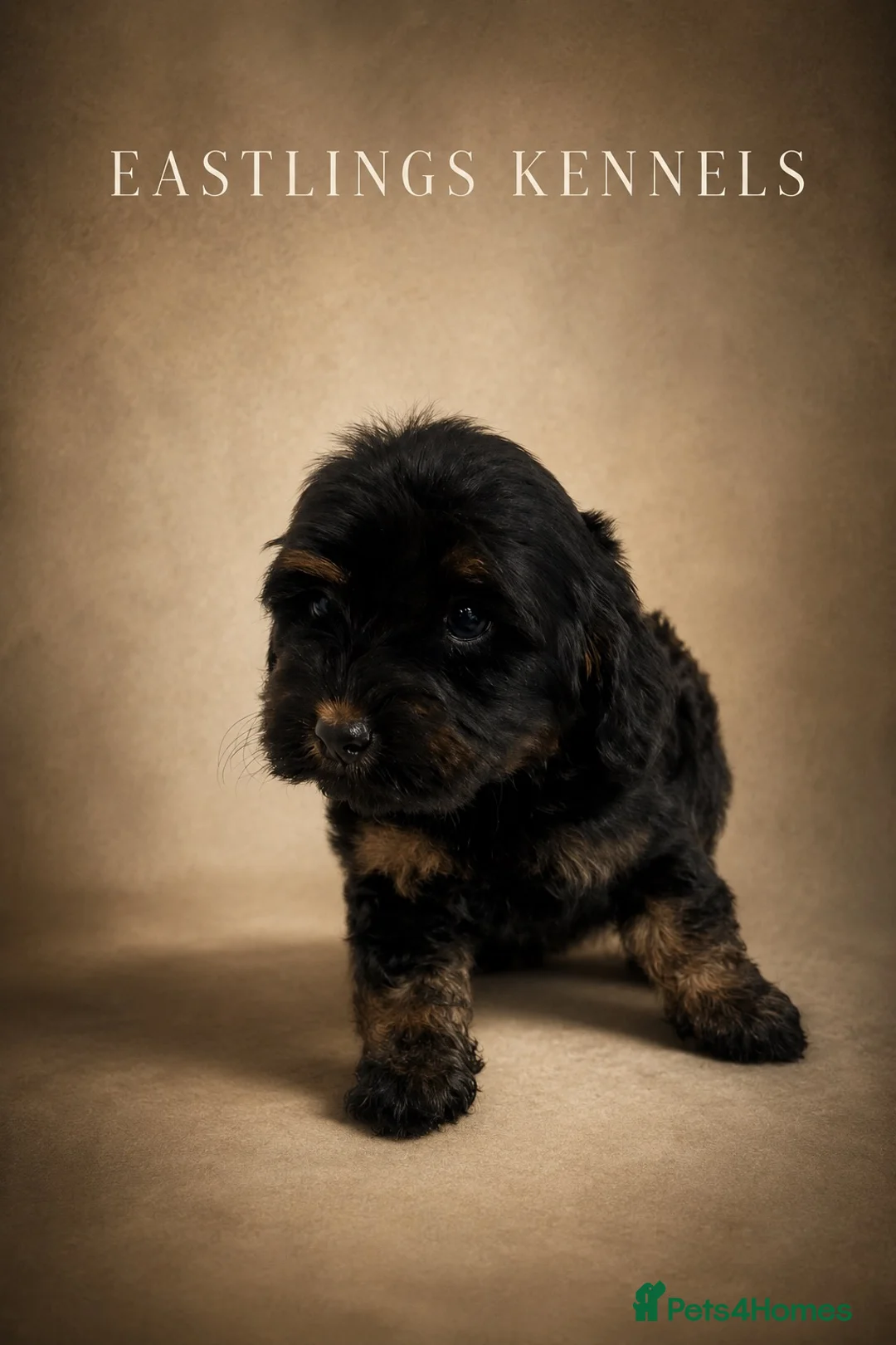 Cockapoo dogs for sale: F1 cockapoos  - Advert 6