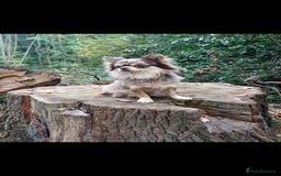 Chihuahua dogs for stud: MARLEY has arrived for stud🏆 k.c merle boy - Image 10