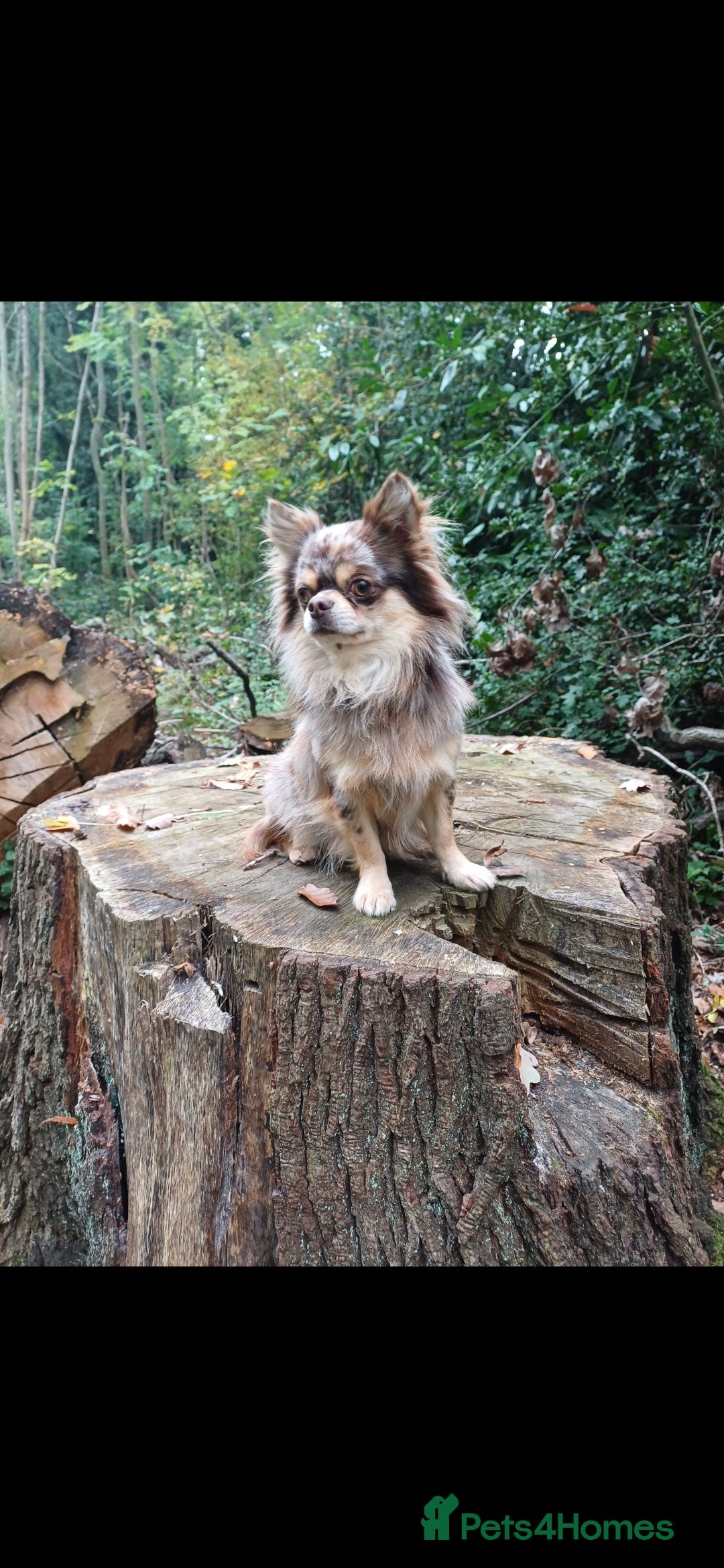 Chihuahua dogs for stud: MARLEY has arrived for stud🏆 k.c merle boy - Image 10