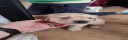 Golden Retriever dogs for sale: Mark Flanagan & Valerie Rochard  - Advert 19