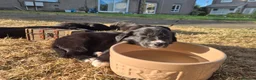 Border Collie dogs for sale: Beautiful fluffy collies - Advert 1