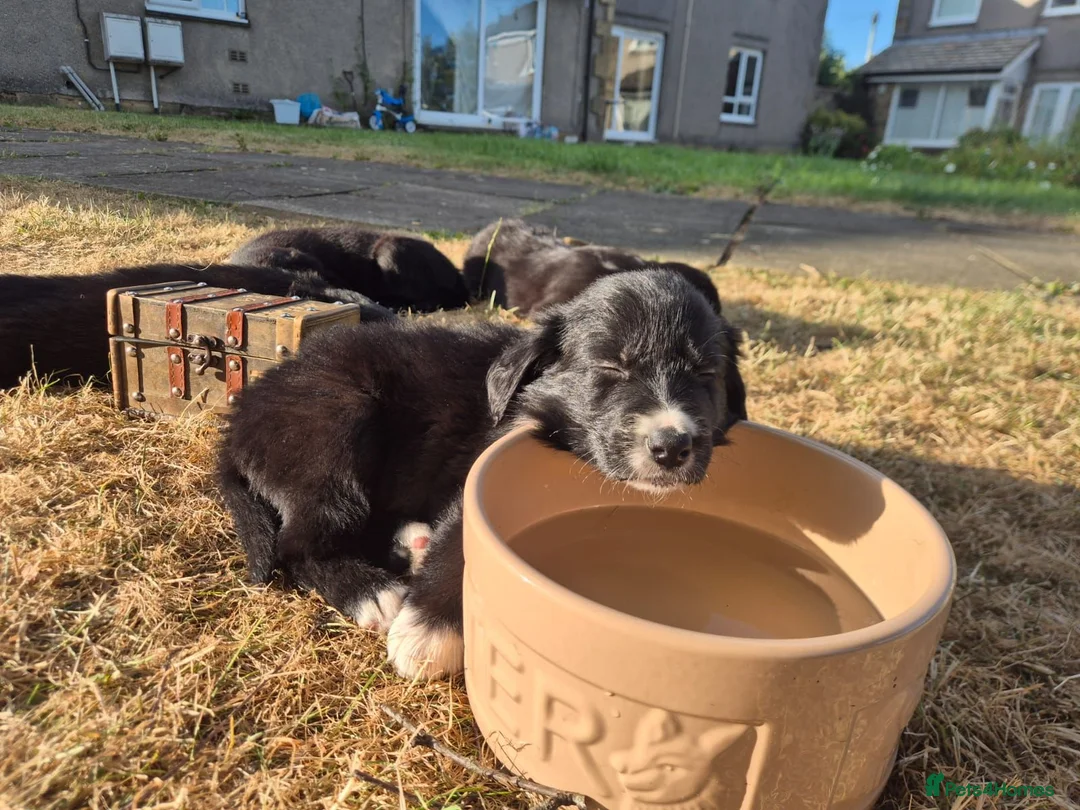 Border Collie dogs for sale: Beautiful fluffy collies - Advert 1