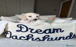 Miniature Dachshund dogs for sale: ℂ𝕝𝕖𝕒𝕣 ℂ𝕣𝕖𝕒𝕞 𝕄𝕚𝕟𝕚 𝔻𝕒𝕔𝕙𝕤𝕙𝕦𝕟𝕕𝕤 in Bootle - Image 18