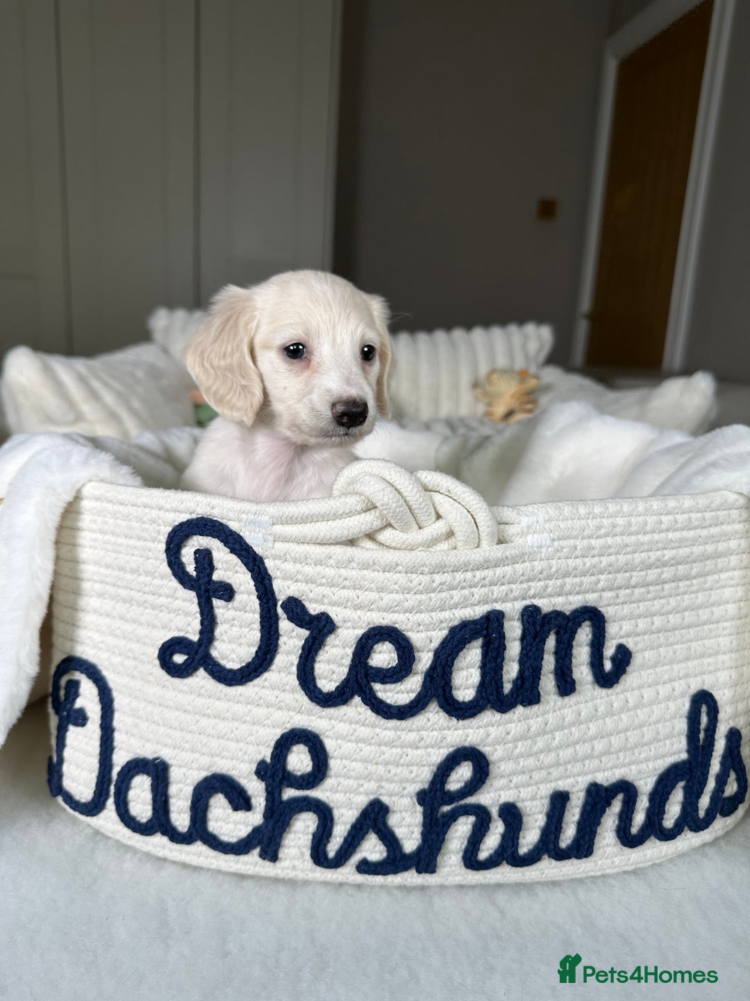 Miniature Dachshund dogs for sale: ℂ𝕝𝕖𝕒𝕣 ℂ𝕣𝕖𝕒𝕞 𝕄𝕚𝕟𝕚 𝔻𝕒𝕔𝕙𝕤𝕙𝕦𝕟𝕕𝕤 in Bootle - Image 18