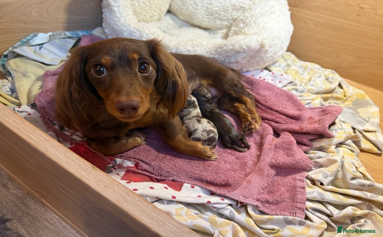 Miniature Dachshund dogs - Advert 7