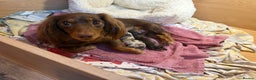 Miniature Dachshund dogs for sale: 1 Boy Remaining Ready Now last male  - Advert 11