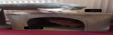British Shorthair Kitten 4