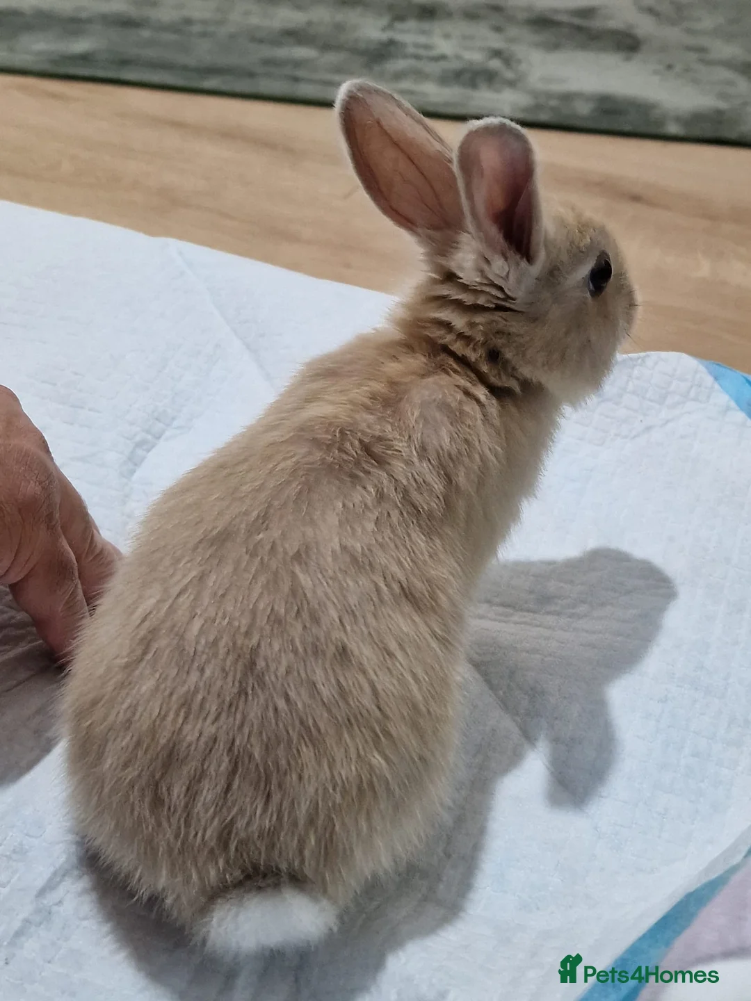 Mini Lop rabbits for sale: Adorable Rabbit Kits Looking for a Loving Home 🐰 - Advert 3