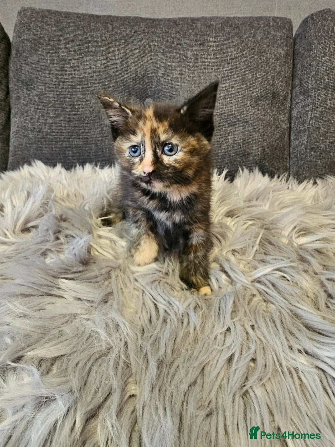 Mixed Breed cats for sale: Maine Mixed kittens  - Advert 2