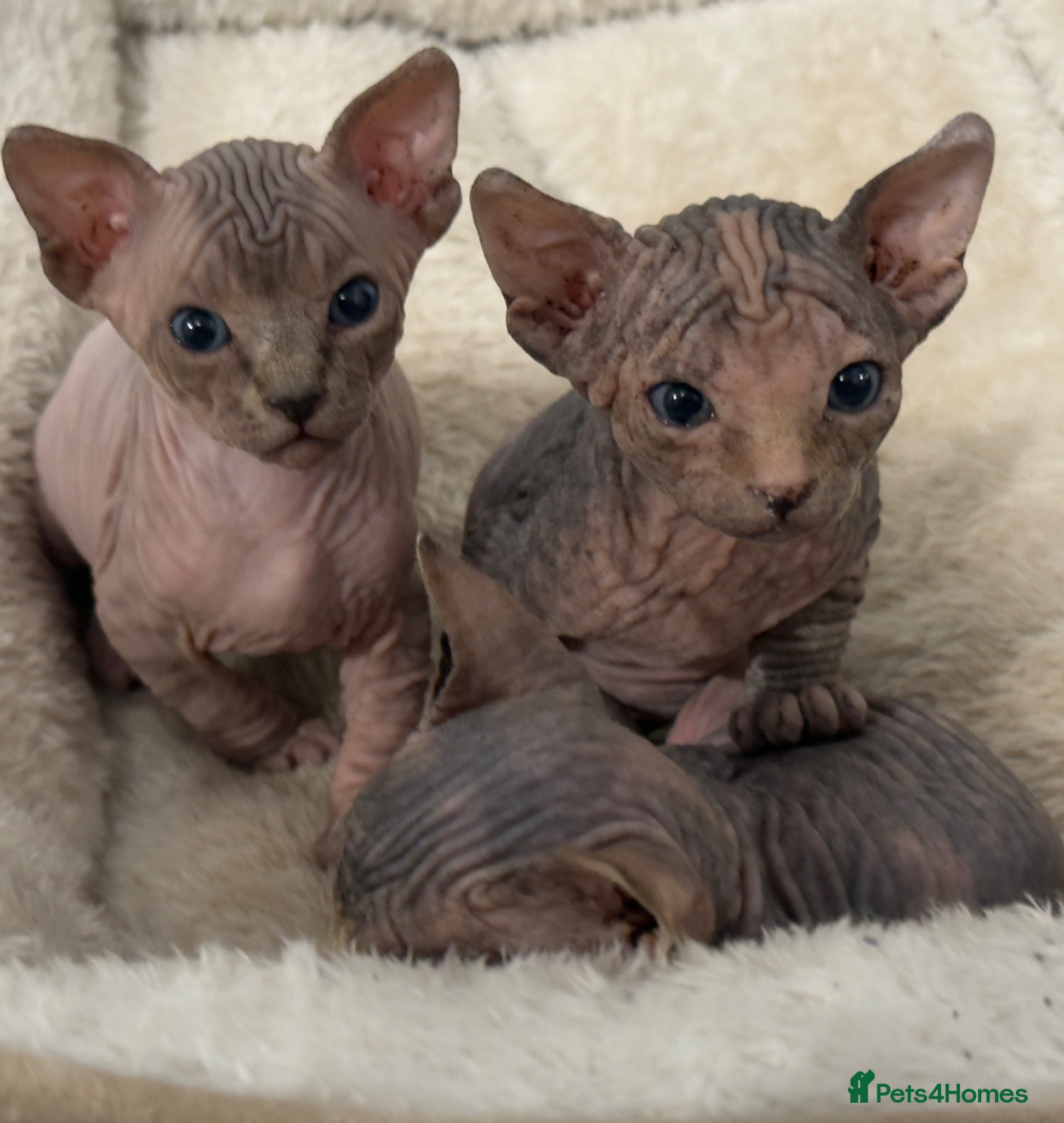 Sphynx cats Adorable Canadian Sphynx Kittens - Advert 1