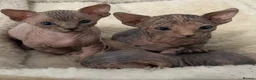 Sphynx cats for sale: Adorable Canadian Sphynx Kittens - Advert 1