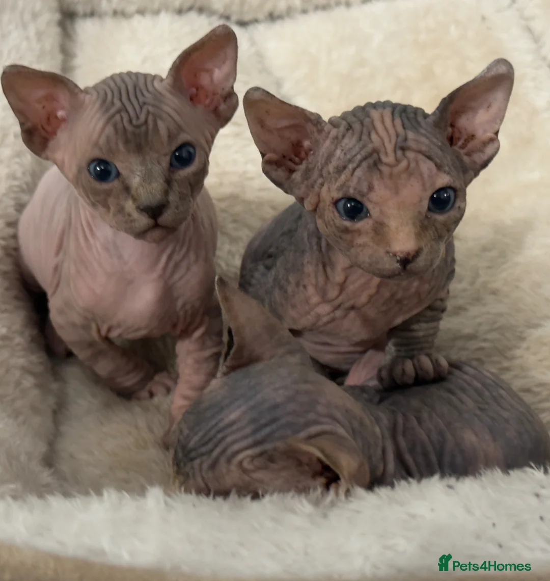 Sphynx cats for sale: Adorable Canadian Sphynx Kittens - Advert 1