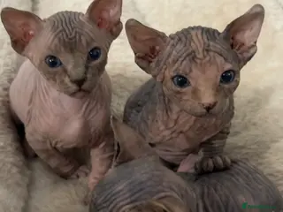 Sphynx cats Adorable Canadian Sphynx Kittens - Advert 6
