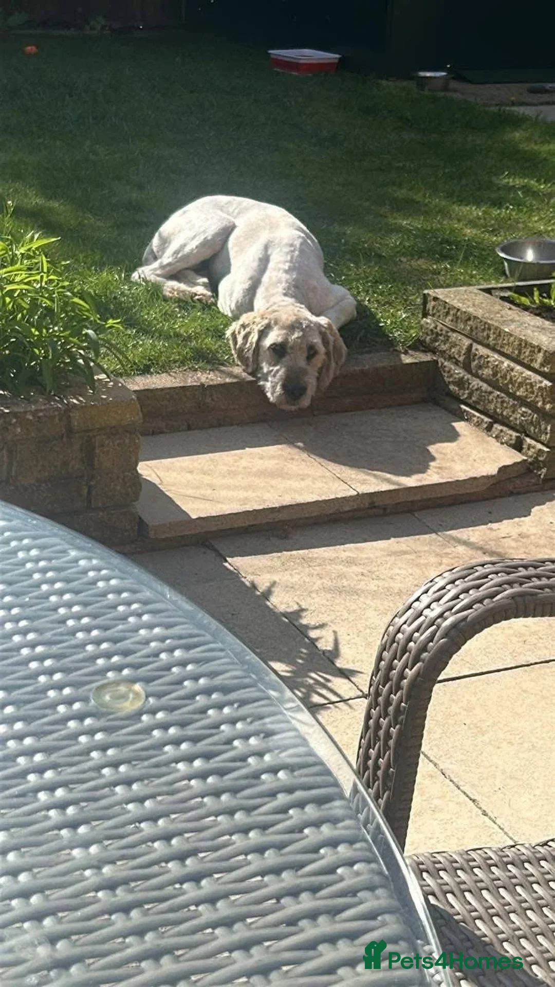 Mixed Breed dogs for adoption: Meet Mira, currently residing in Cheshire  - Advert 7