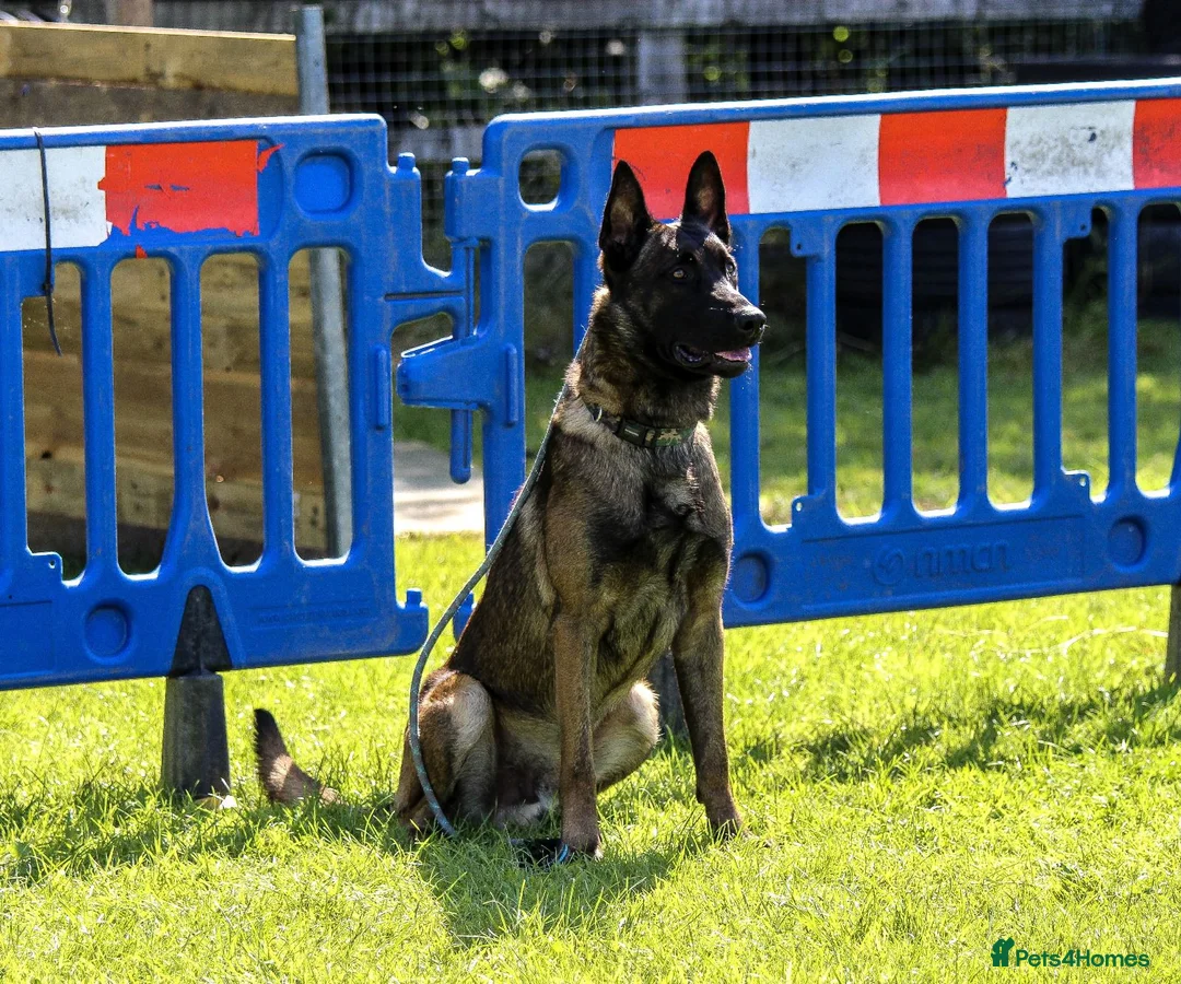 Belgian Shepherd Dog dogs for sale: Reggie malinios  - Advert 1