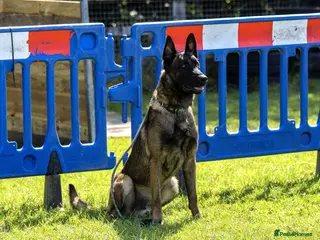 Belgian Shepherd Dog dogs Reggie malinios - Advert 4