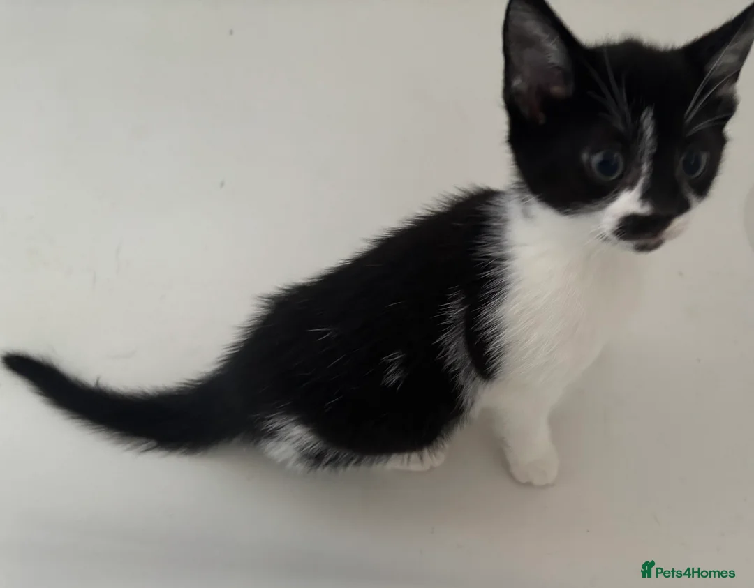Mixed Breed cats for sale: Stunning kittens ready to go  - Advert 12