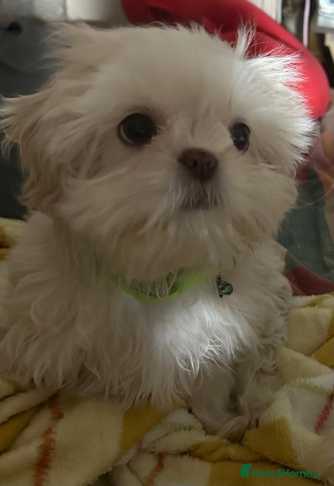 Shih Tzu dogs for sale: Lavender White Imperial Shih Tzu Puppies - Advert 32